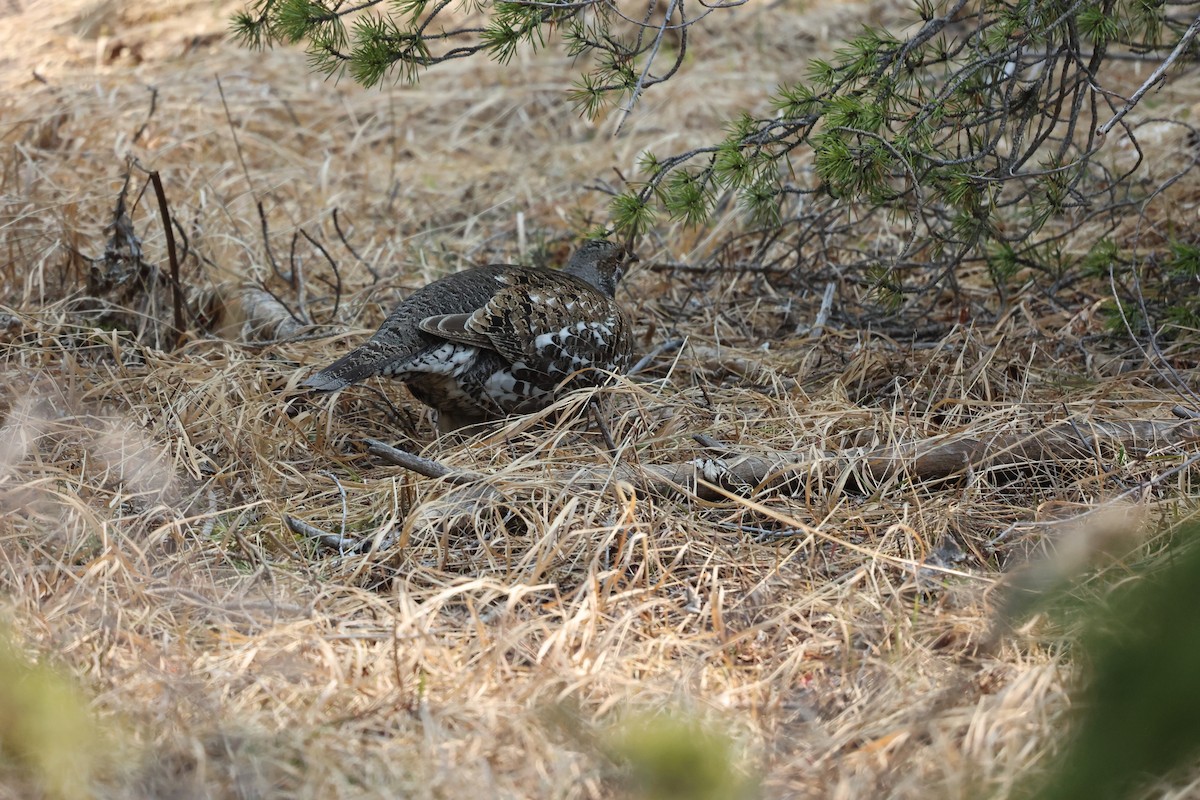 Dusky Grouse - ML576071881