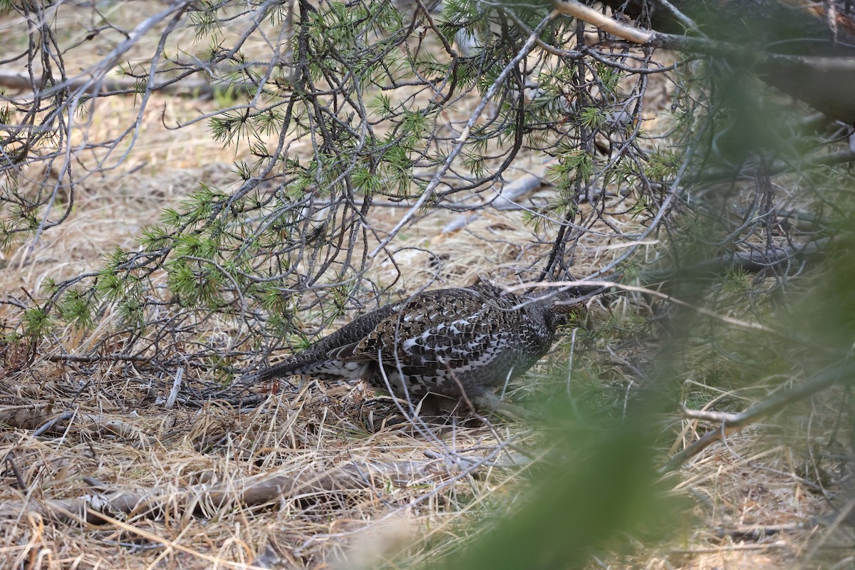 Dusky Grouse - ML576071901