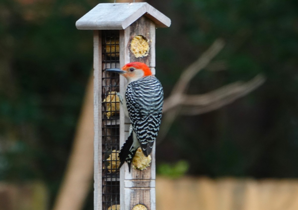 Red-bellied Woodpecker - Donald Fraser