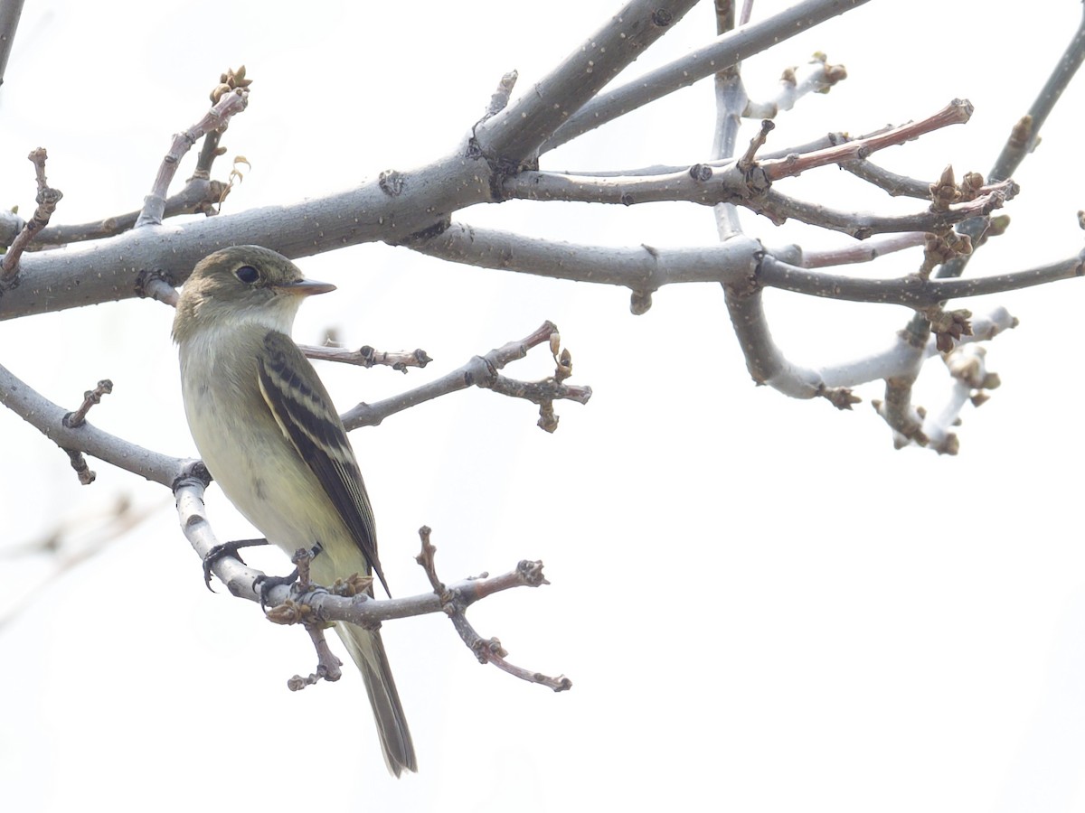 Alder Flycatcher - ML576072381