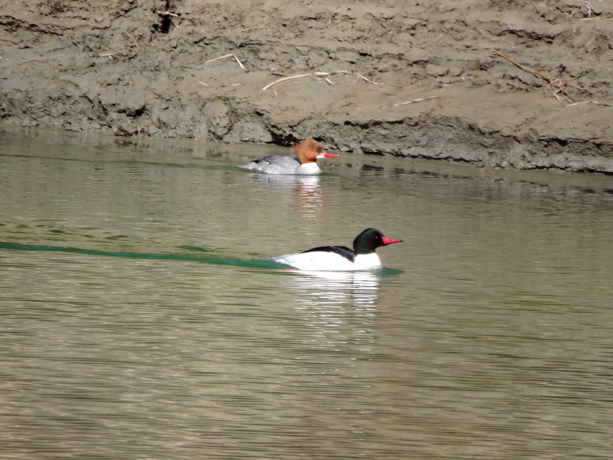 Common Merganser - ML576072891