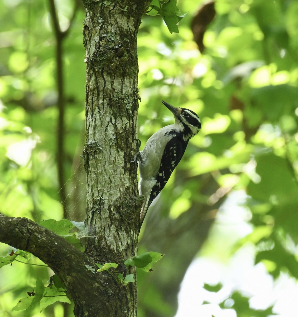 Hairy Woodpecker (Eastern) - ML576073561