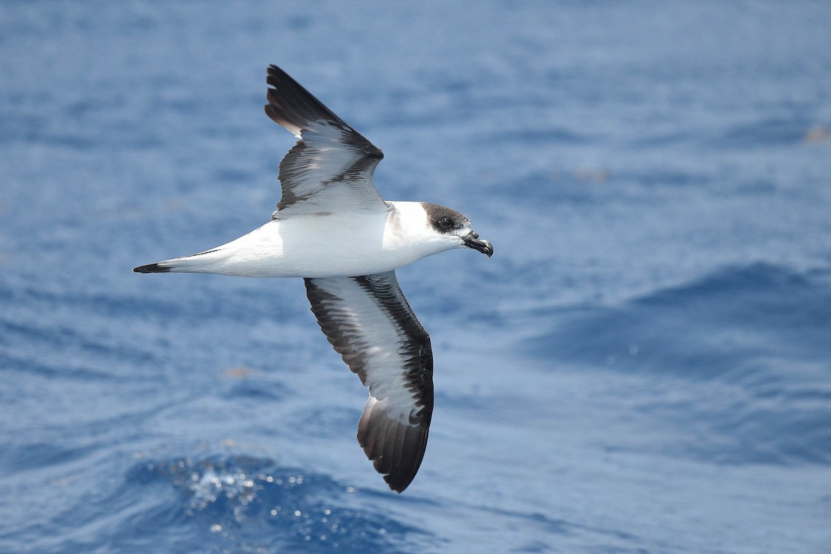 Petrel Antillano - ML576074041