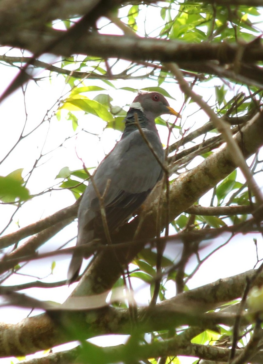 Band-tailed Pigeon - ML576074741