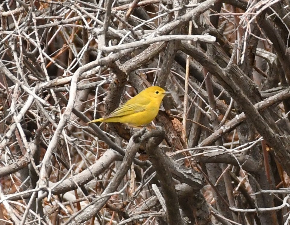 Yellow Warbler - Joe Girgente