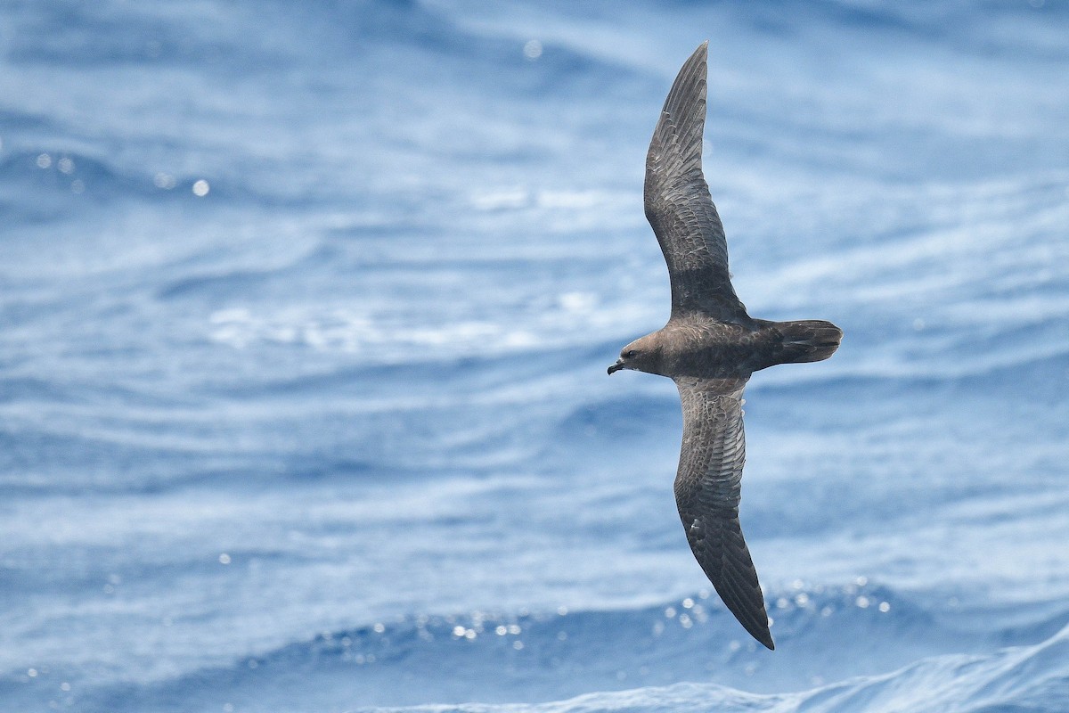 Trindade Petrel - ML576074871