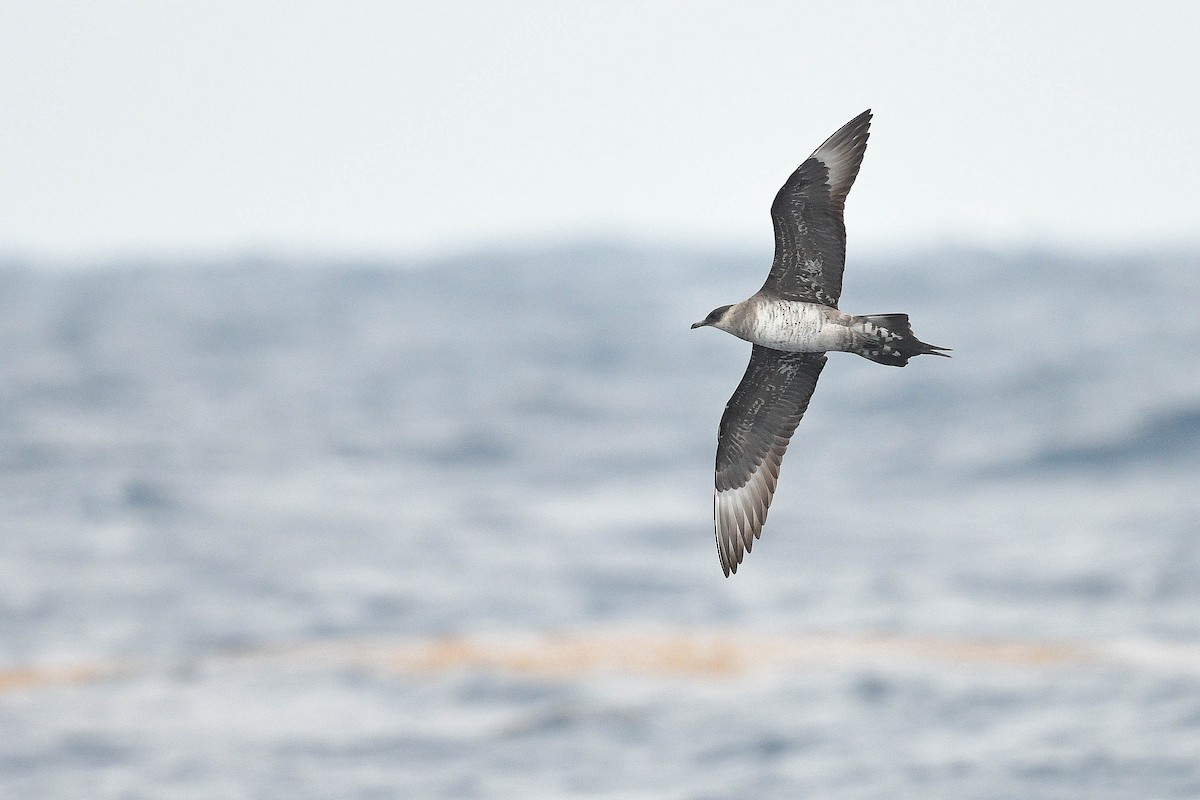 Parasitic Jaeger - ML576075181