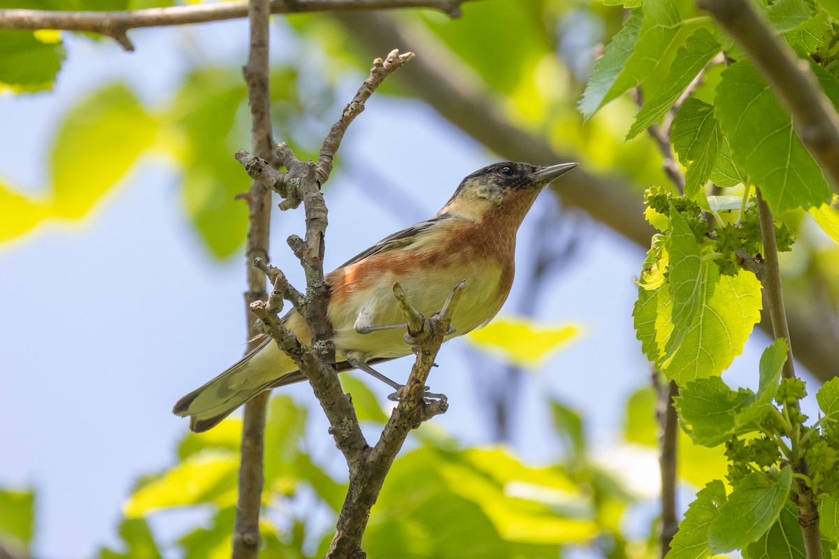 Bay-breasted Warbler - ML576076011