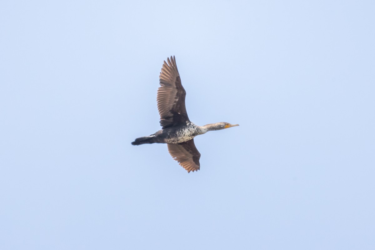 Double-crested Cormorant - ML576076461