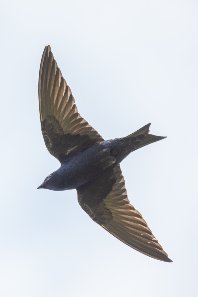 Purple Martin - Kevin Fistanic