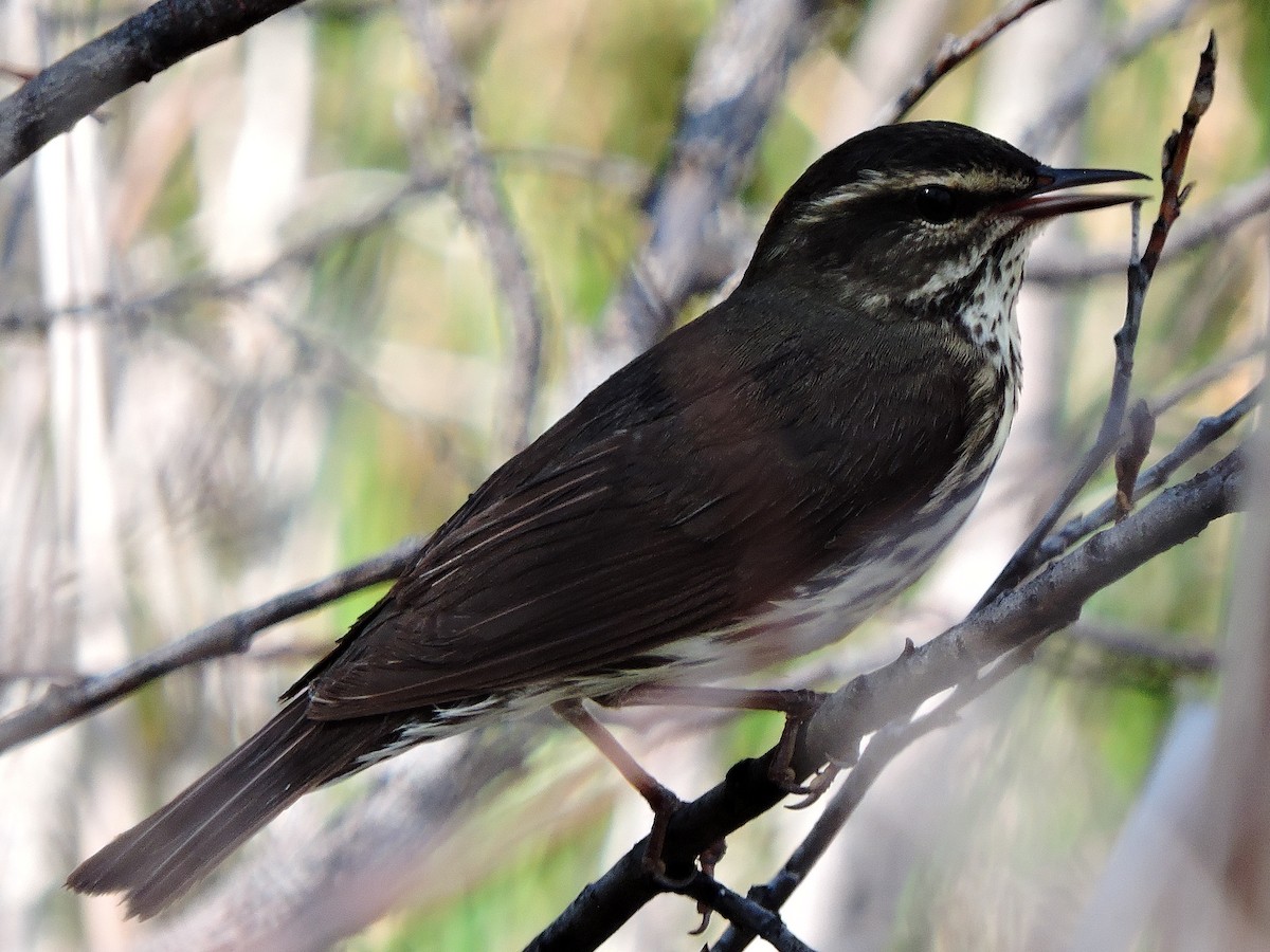 Northern Waterthrush - ML576078561