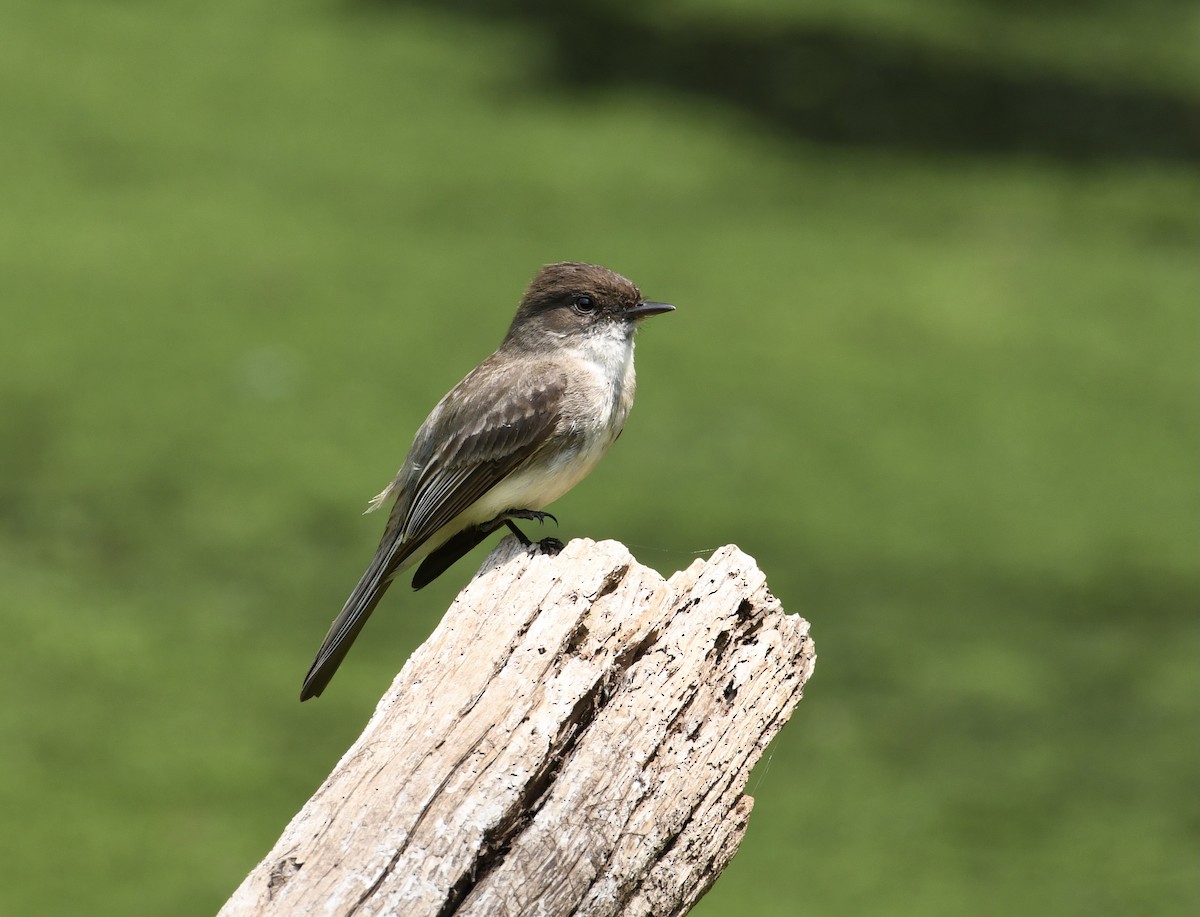 Eastern Phoebe - ML576079281