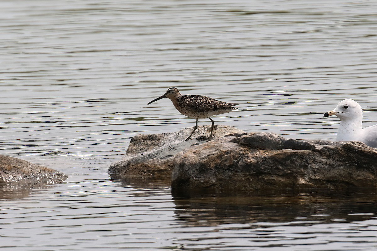 Moorschlammläufer - ML576079581