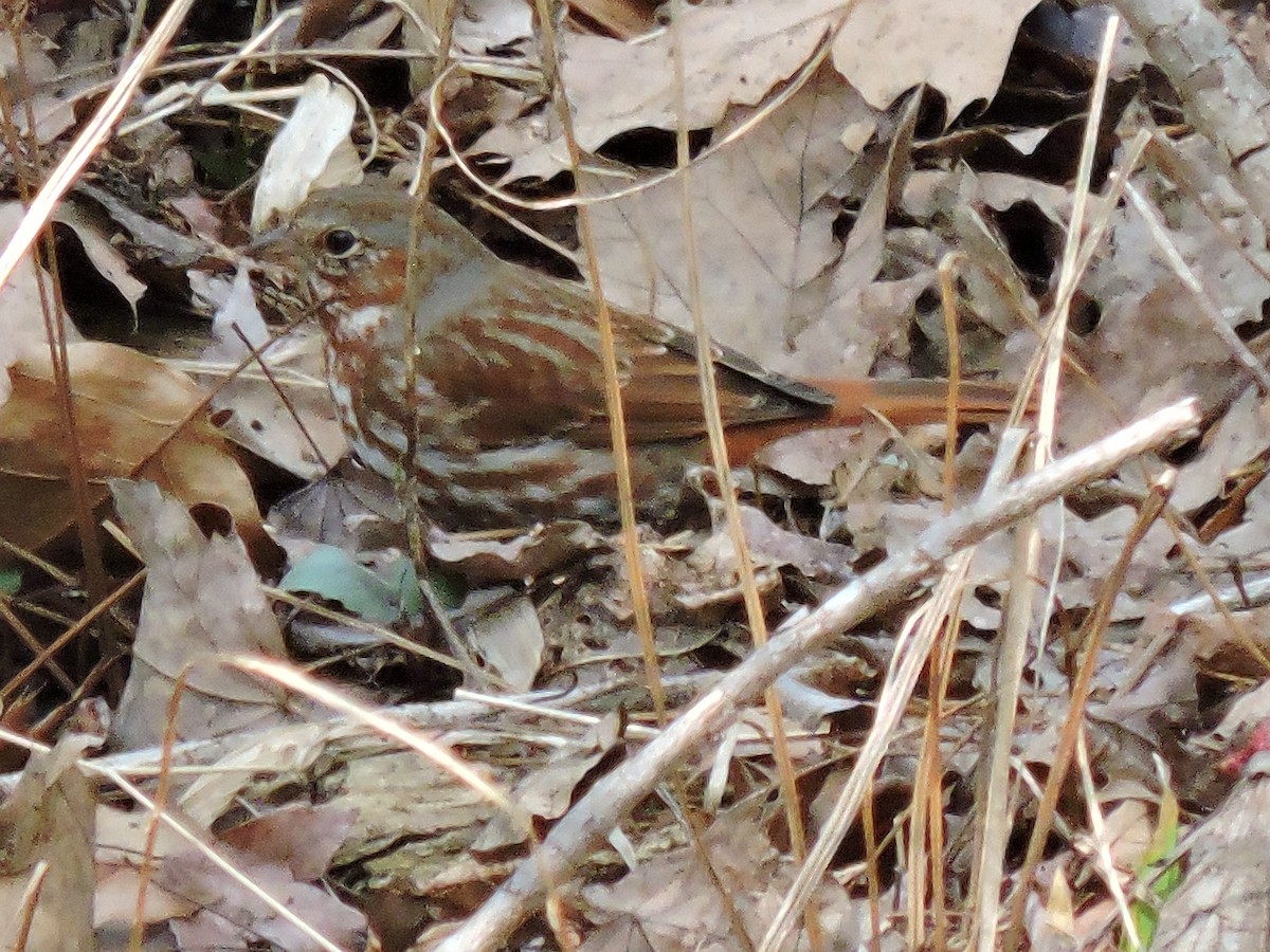 Fox Sparrow - ML576079701