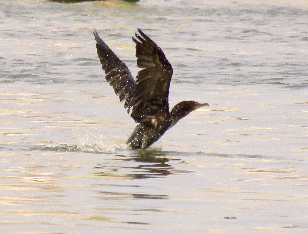 Double-crested Cormorant - ML576080111