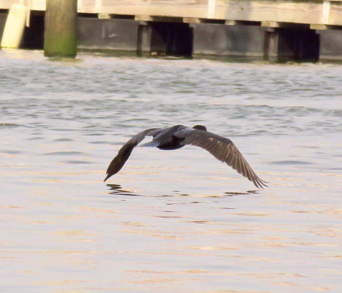 Double-crested Cormorant - ML576080131