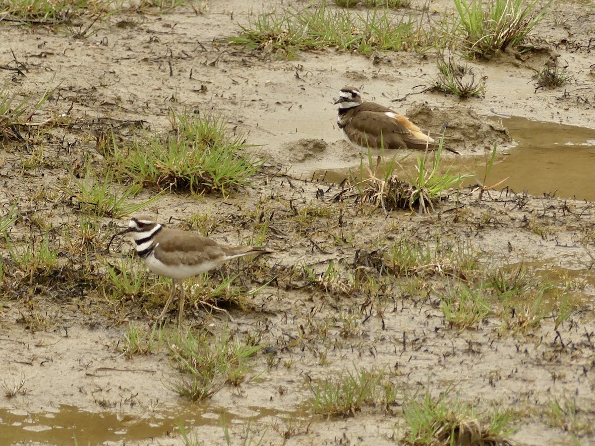 Killdeer - ML576080201