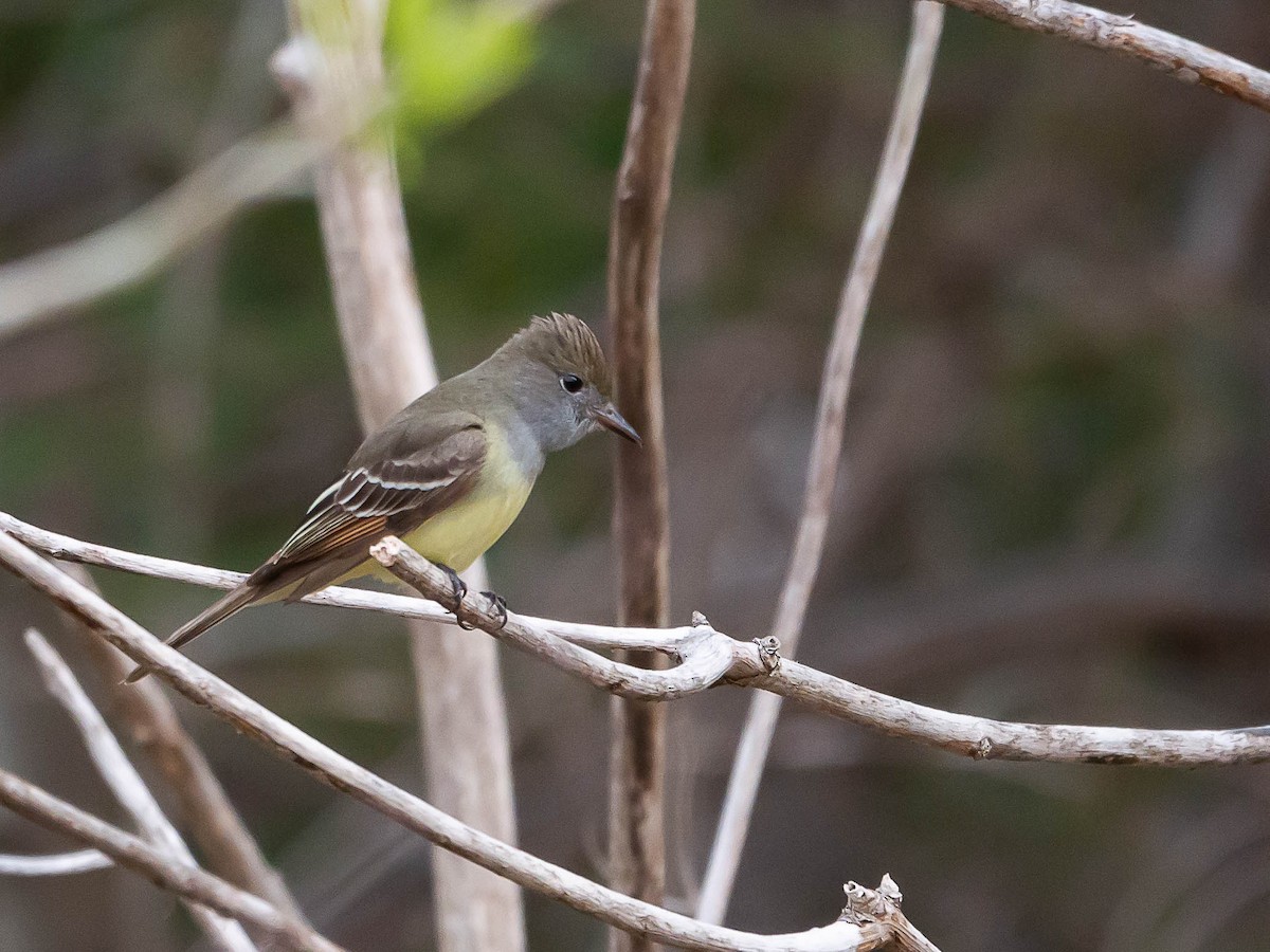 Great Crested Flycatcher - ML576080271