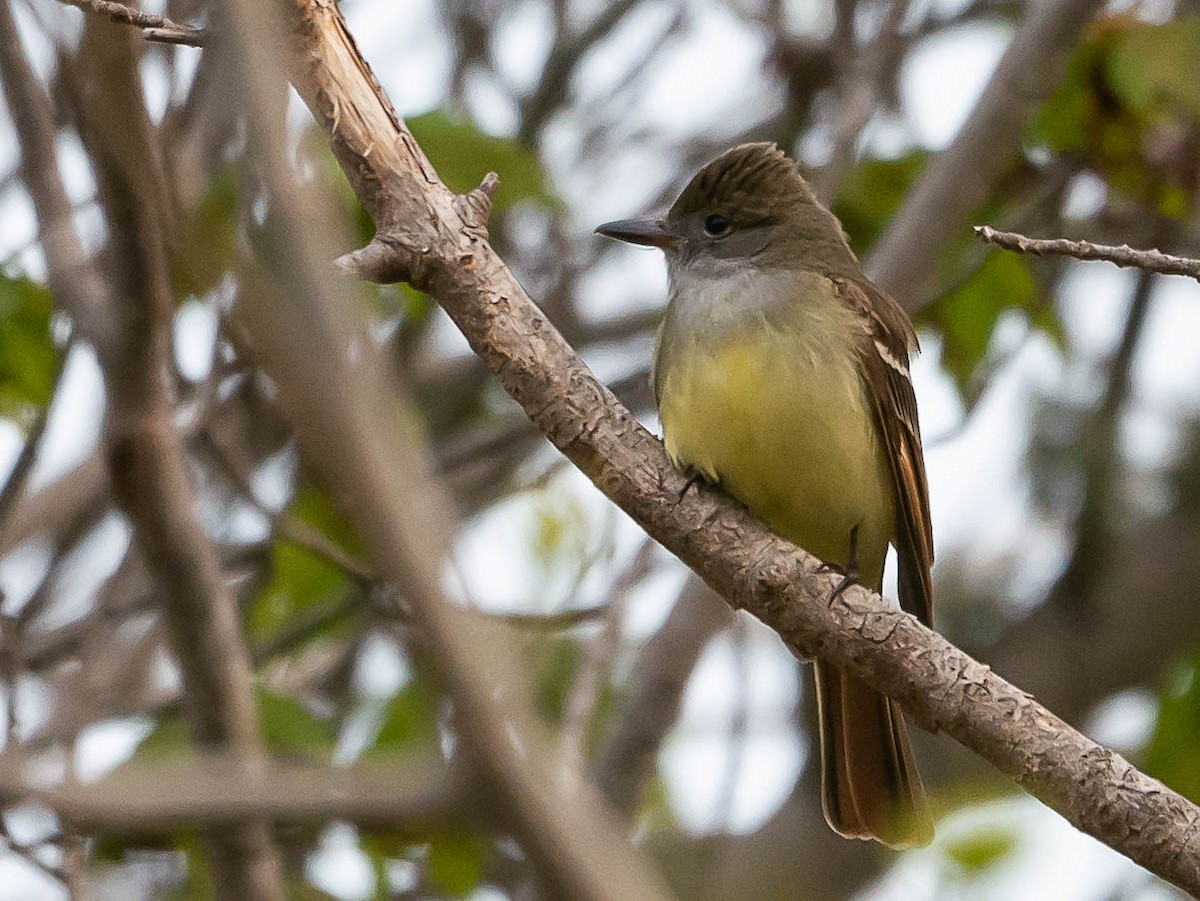 Great Crested Flycatcher - ML576080281