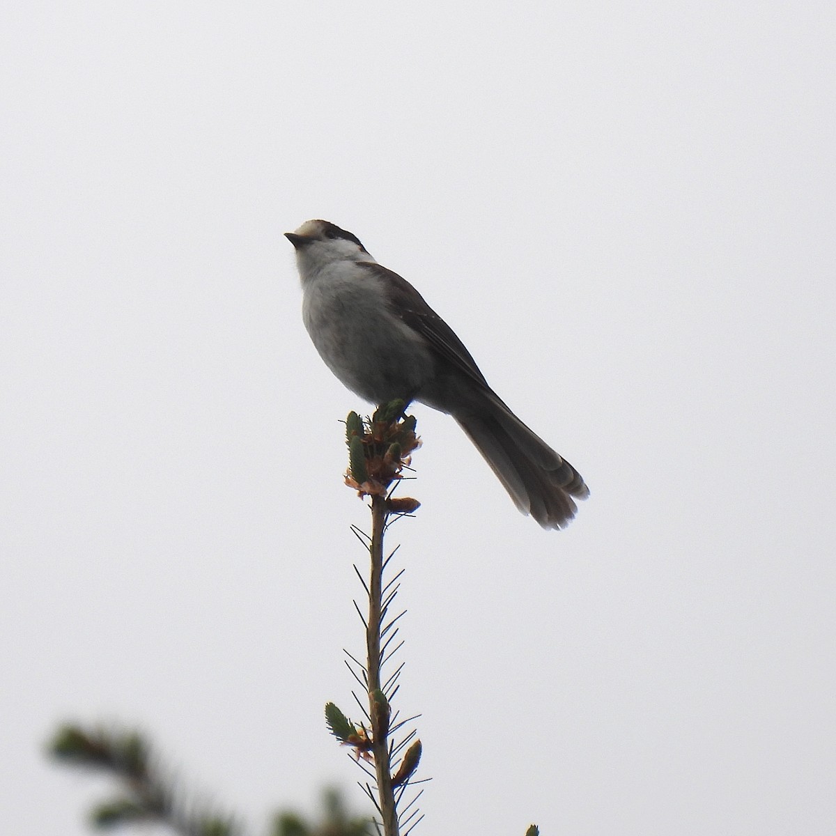 Canada Jay - ML576080491