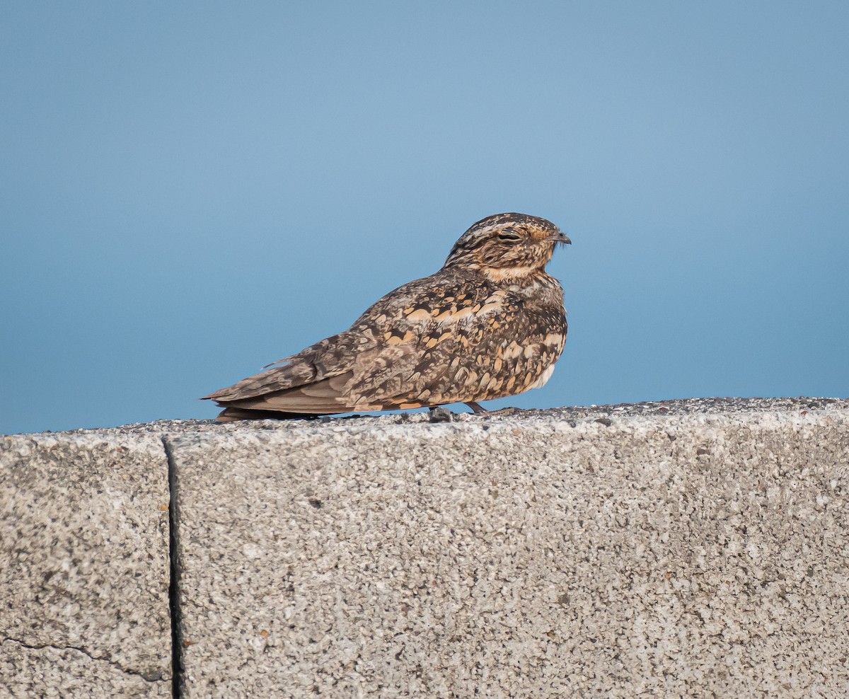 Lesser Nighthawk - Daniel Mérida