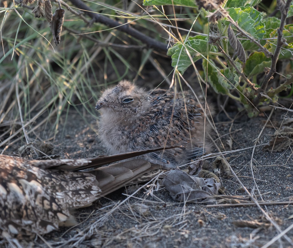 Lesser Nighthawk - ML576080701