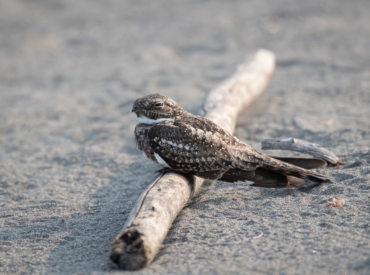 Lesser Nighthawk - Daniel Mérida