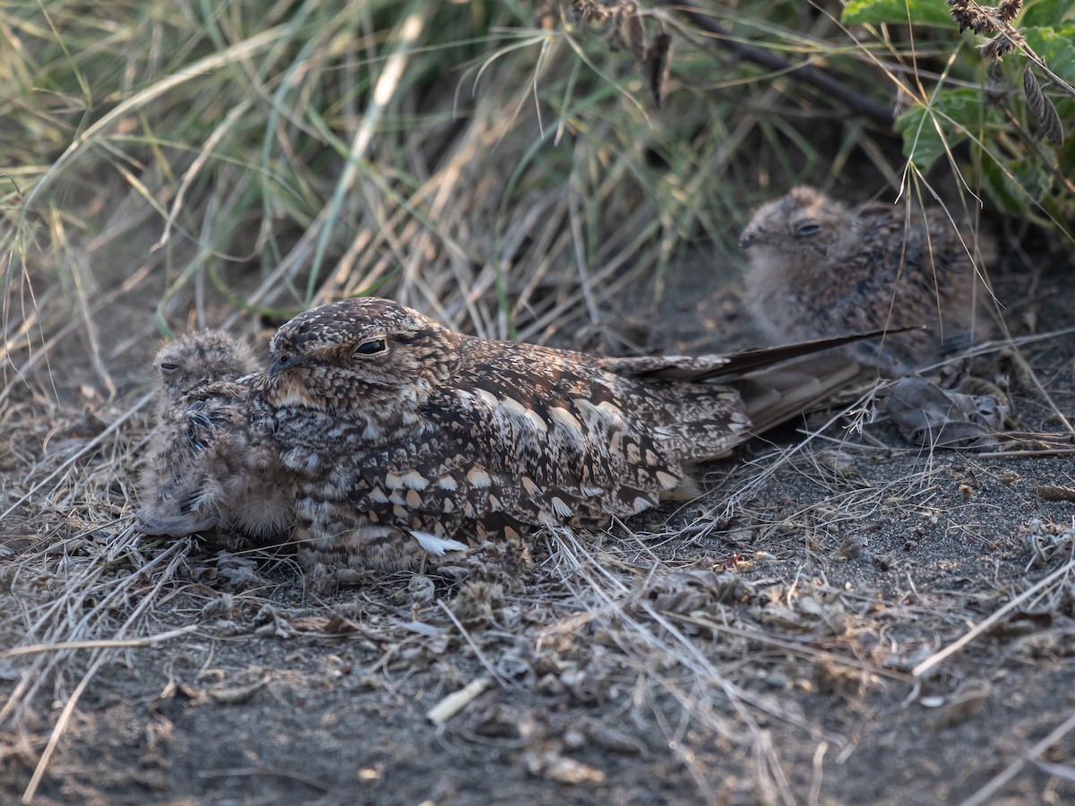 Lesser Nighthawk - Daniel Mérida