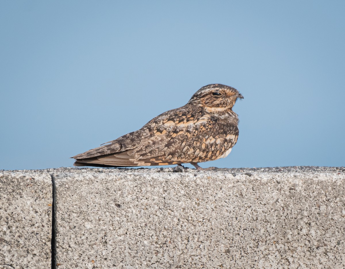 Lesser Nighthawk - Daniel Mérida