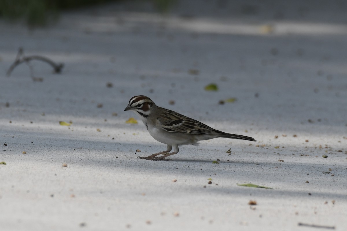 Lark Sparrow - James White