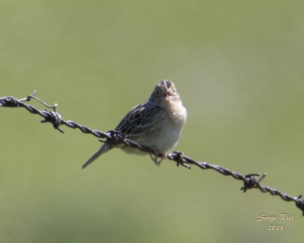 Grasshopper Sparrow - ML576081611