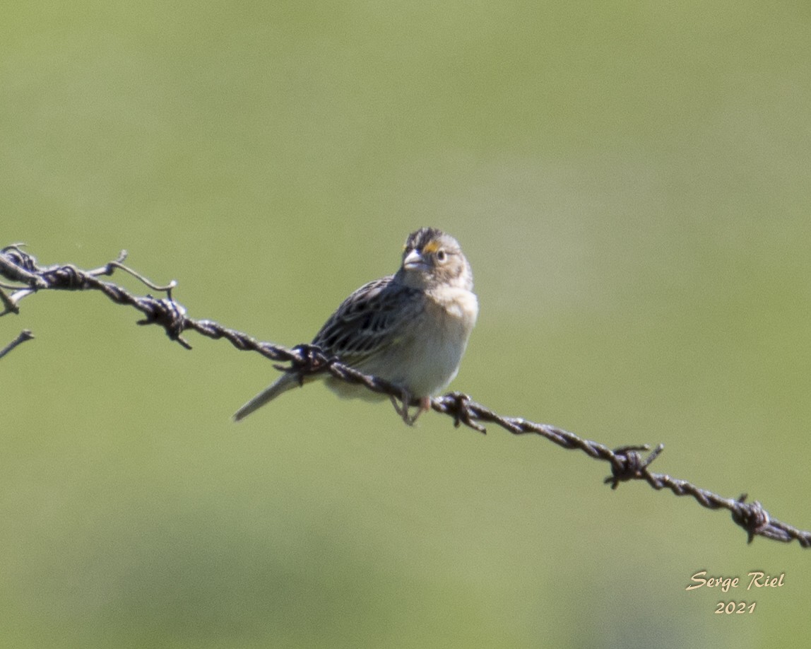 Grasshopper Sparrow - ML576081621