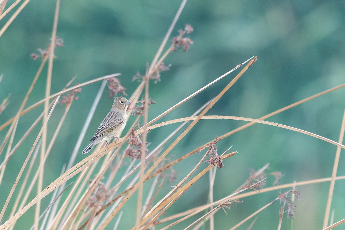 Grassland Yellow-Finch (Grassland) - ML576082201