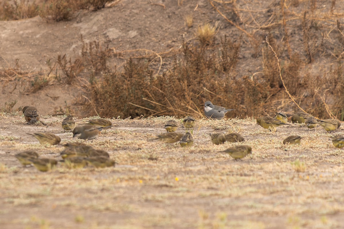 Grassland Yellow-Finch (Grassland) - ML576082261