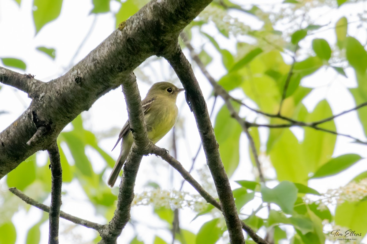 Yellow-bellied Flycatcher - ML576082301