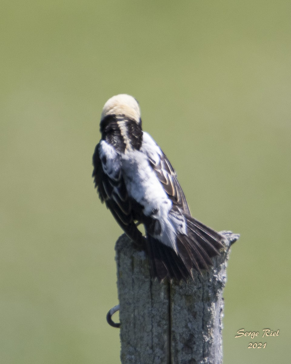 bobolink americký - ML576082841