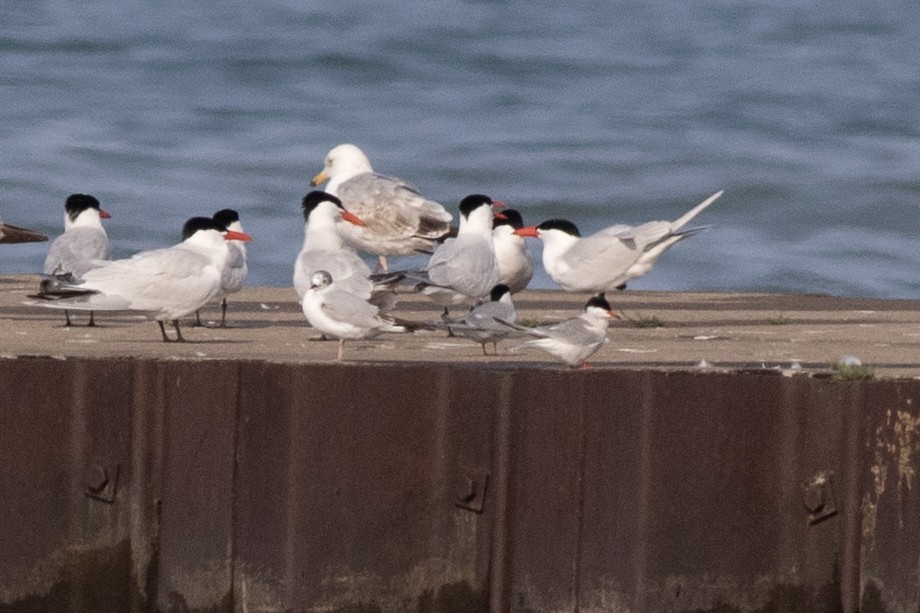 Common Tern - ML576083011