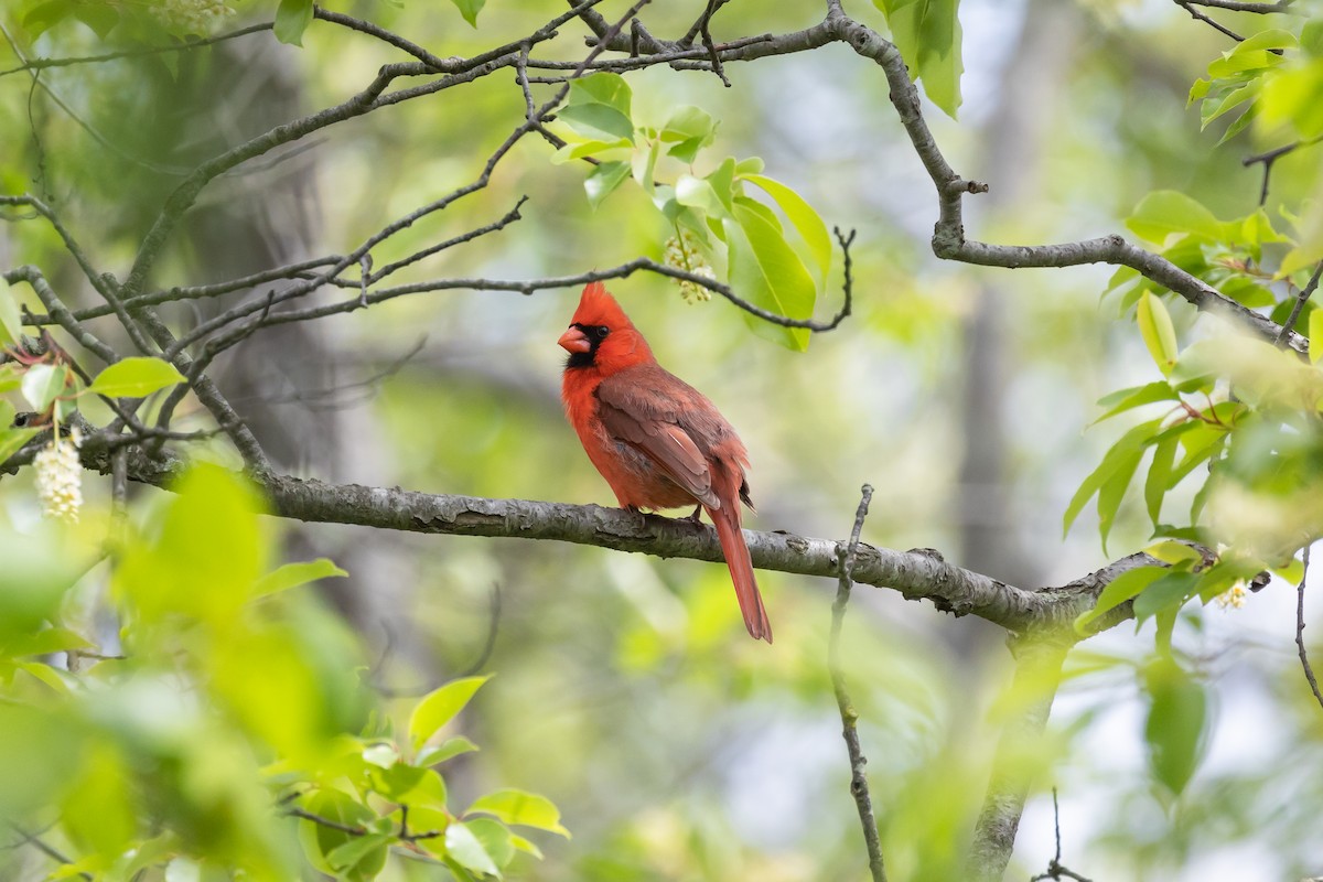 Cardinal rouge - ML576084151