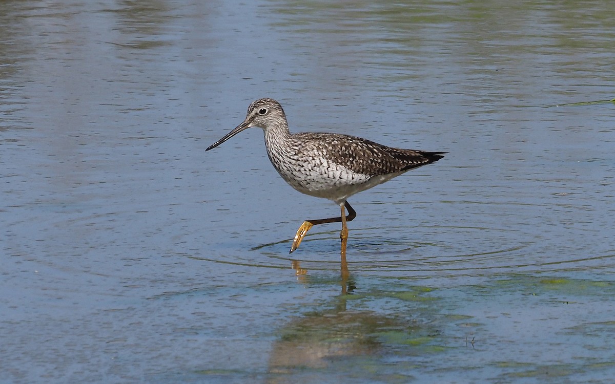 Greater Yellowlegs - Gordon Johnston