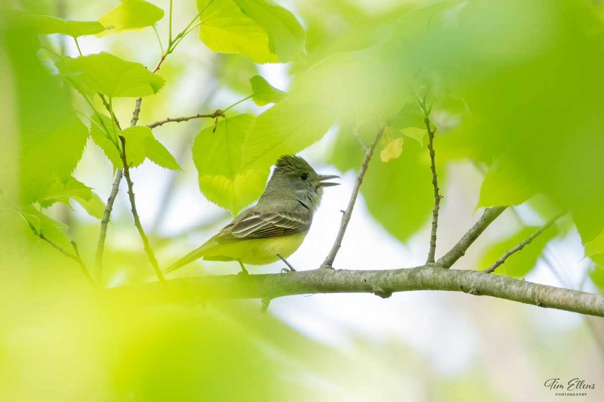 Great Crested Flycatcher - ML576085051