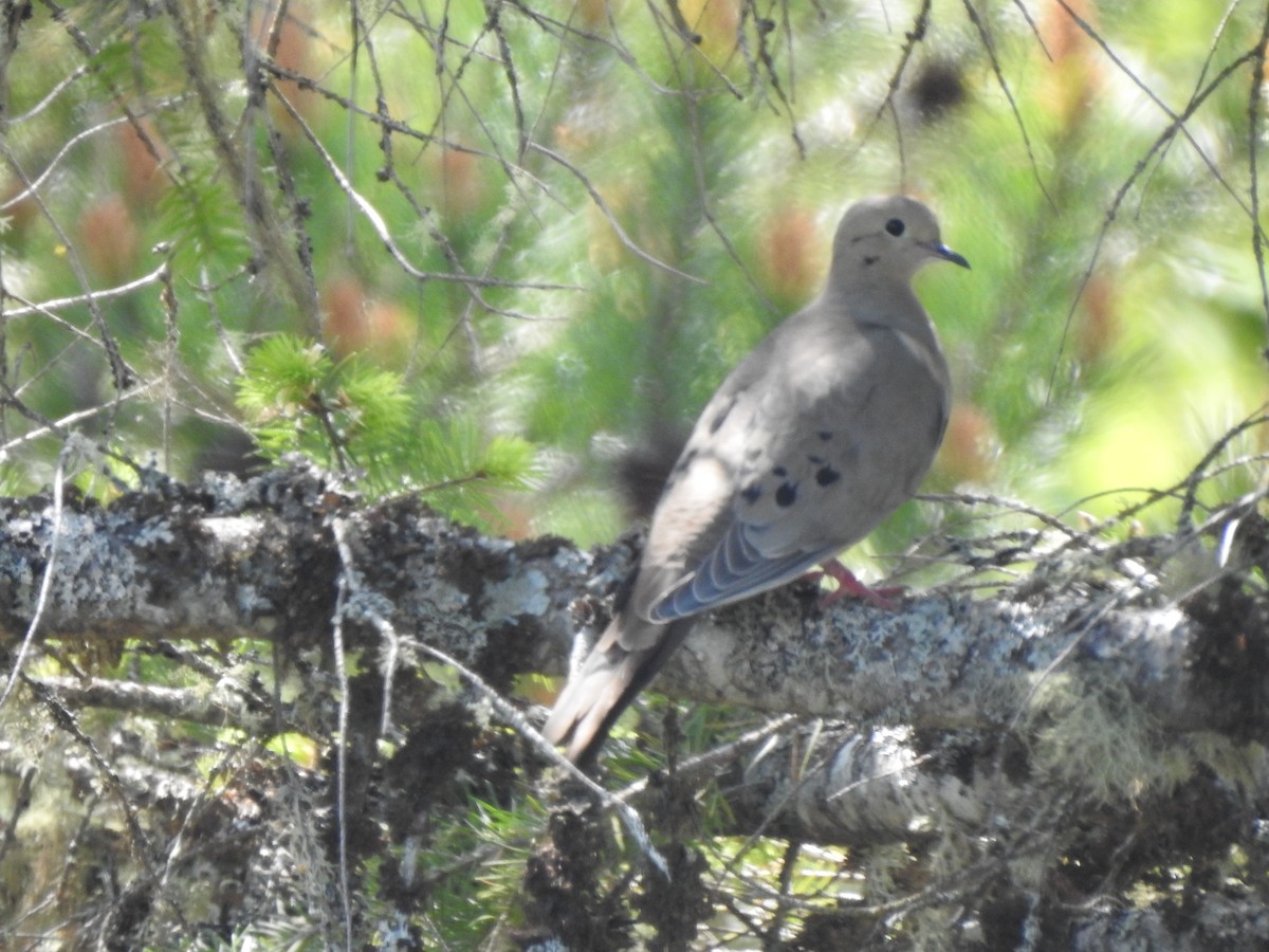 Mourning Dove - ML576086081