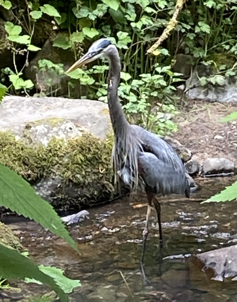 Great Blue Heron (Great Blue) - Andy Frank