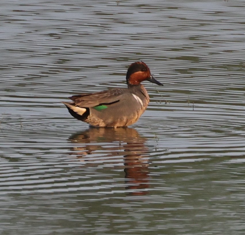 Green-winged Teal - ML576086881