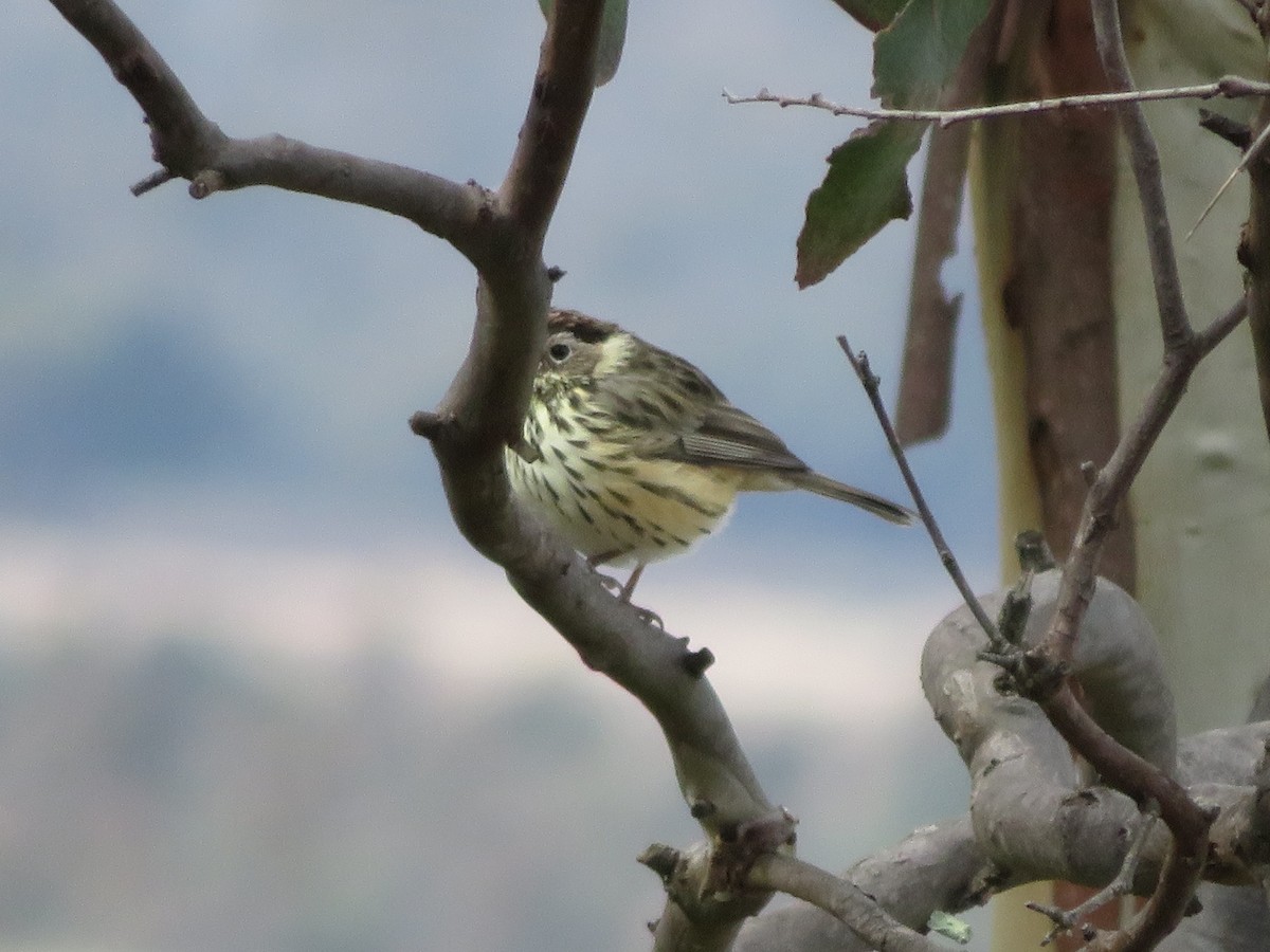 Speckled Warbler - ML576087581