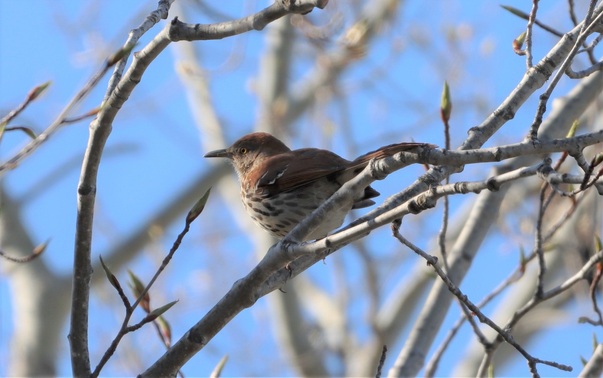 Brown Thrasher - ML576089041