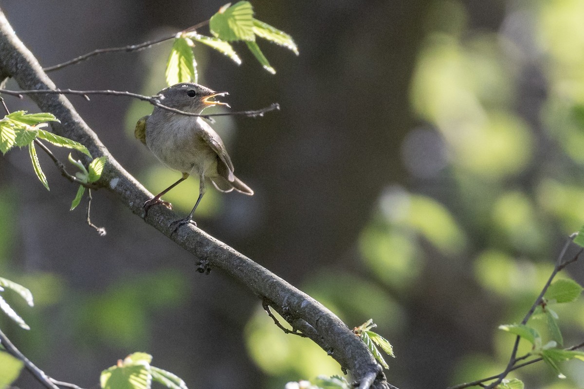 Common Chiffchaff - ML576089381