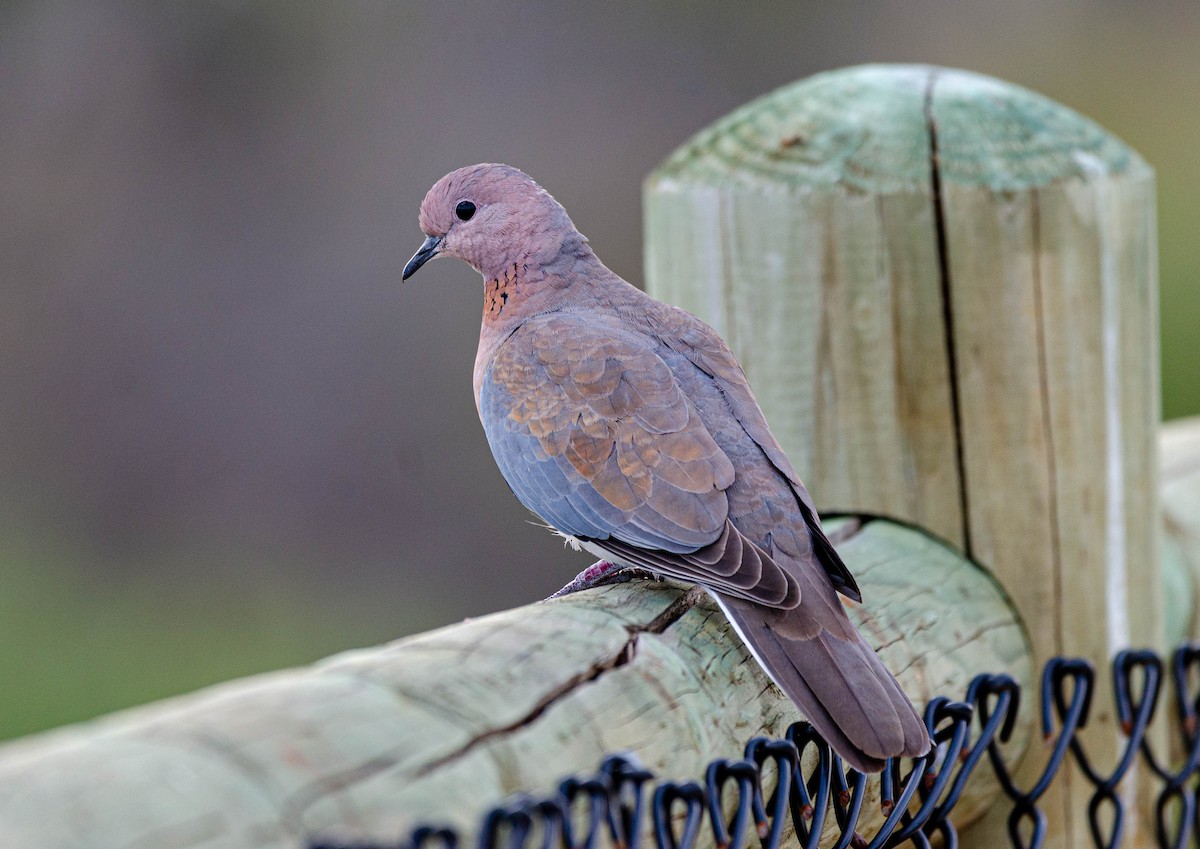 Laughing Dove - Joaquin Muñoz