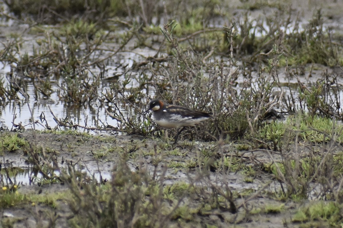 Red-necked Phalarope - ML576091021