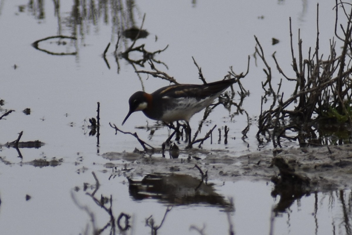 Red-necked Phalarope - ML576091171