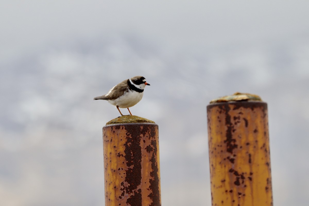 Semipalmated Plover - ML576093351